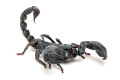 Heterometrus silenus Vietnam adult